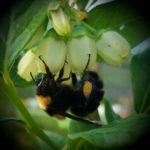 od-pomladi-do-zime (1)