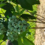 od-pomladi-do-zime (11)