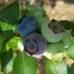 od-pomladi-do-zime (12)