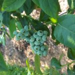 od-pomladi-do-zime (13)