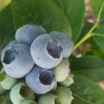 od-pomladi-do-zime (14)