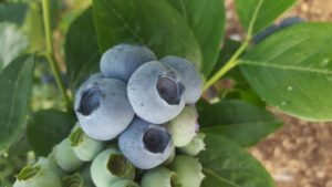 od-pomladi-do-zime (14)