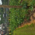 od-pomladi-do-zime (17)