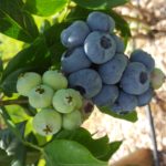 od-pomladi-do-zime (18)