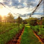 od-pomladi-do-zime (2)