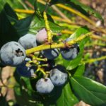 od-pomladi-do-zime (21)