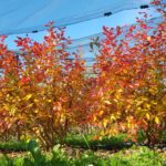 od-pomladi-do-zime (22)