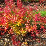 od-pomladi-do-zime (23)