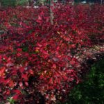 od-pomladi-do-zime (25)