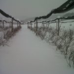 od-pomladi-do-zime (26)