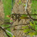 od-pomladi-do-zime (6)