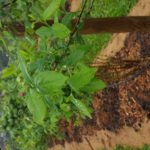 od-pomladi-do-zime (7)