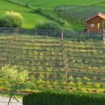 od-pomladi-do-zime (9)